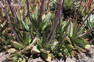 Aloe 'Commutata' 